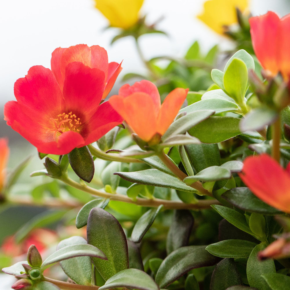 Portulak (Portulaca umbraticola) - Bunt | Bild 1