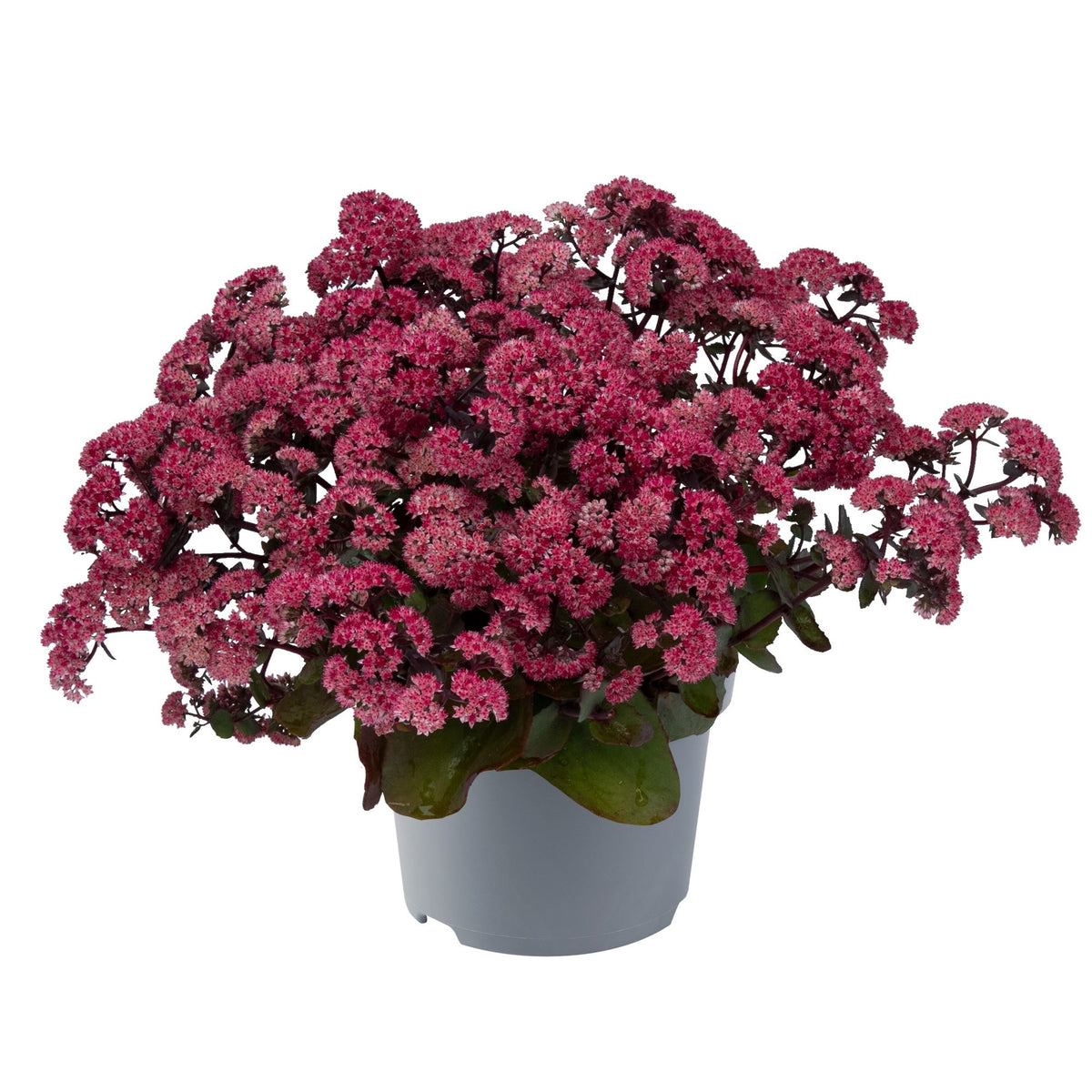 Pracht-Fetthenne 'Soiree' (Sedum  'Soiree') - Rosa - sommergrün | Bild 1