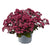 Pracht-Fetthenne 'Soiree' (Sedum  'Soiree') - Rosa - sommergrün | Bild 1