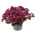 Pracht-Fetthenne 'Soiree' (Sedum  'Soiree') - Rosa - sommergrün | Bild 1