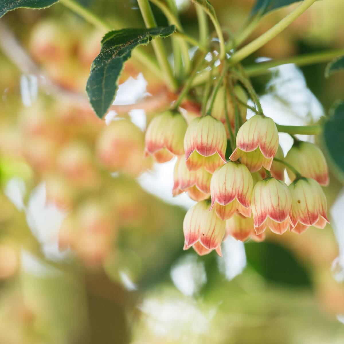 Prachtglocke (Enkianthus campanulatus) - Rot - sommergrün - winterhart - bienenfreundlich | Bild 1