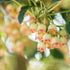 Prachtglocke (Enkianthus campanulatus) - Rot - sommergrün - winterhart - bienenfreundlich | Bild 2