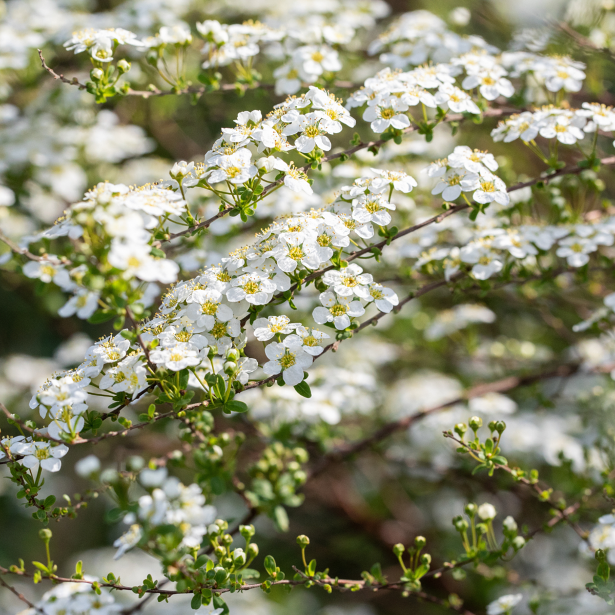 Prachtspiere (Spiraea vanhouttei) - Weiß - winterhart | Bild 1