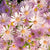 Pringleis-Aster 'Pink Star' (Aster pringlei 'Pink Star') - Pink - sommergrün - winterhart | Bild 1