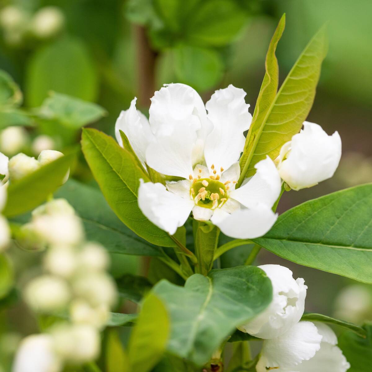 Prunkspiere 'Blushing Pearl' (Exochorda racemosa 'Blushing Parl') - Weiß - sommergrün - bienenfreundlich | Bild 1