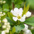 Prunkspiere 'Blushing Pearl' (Exochorda racemosa 'Blushing Parl') - Weiß - sommergrün - bienenfreundlich | Bild 1