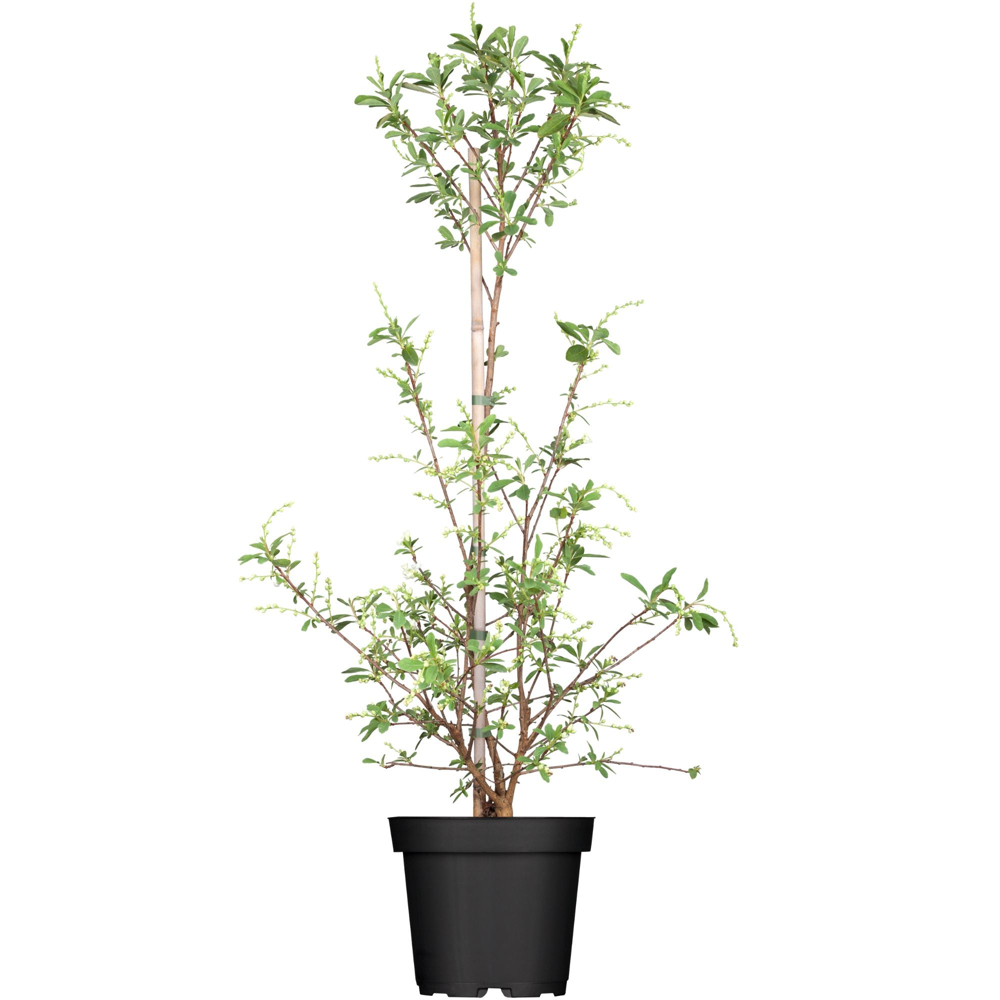 Prunkspiere 'Niagara' (Exochorda racemosa 'Niagara') - Weiß - sommergrün - bienenfreundlich | Bild 1