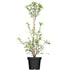 Prunkspiere 'Niagara' (Exochorda racemosa 'Niagara') - Weiß - sommergrün - bienenfreundlich | Bild 1