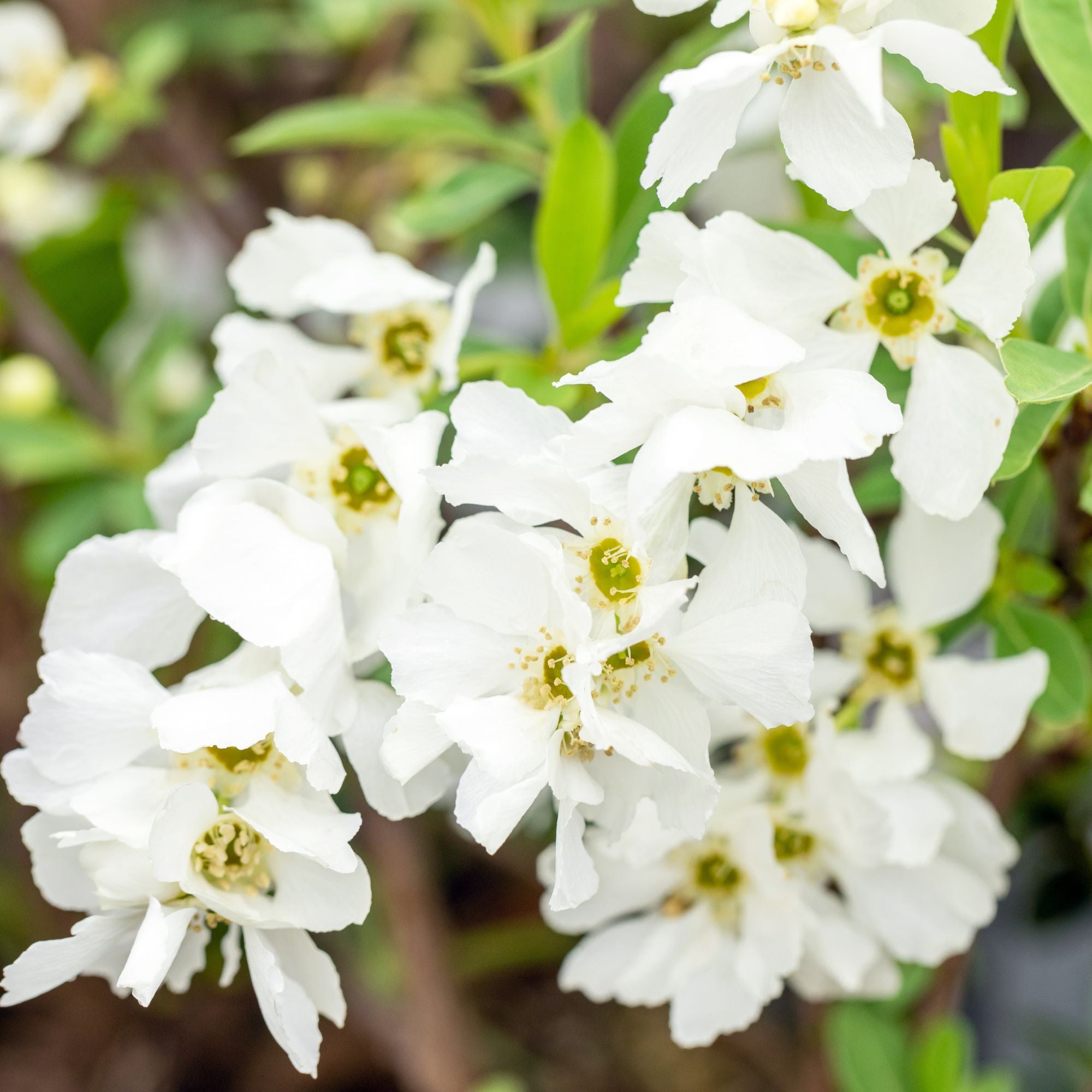Prunkspiere 'Niagara' (Exochorda racemosa 'Niagara') - Weiß - sommergrün - bienenfreundlich | Bild 2