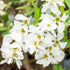 Prunkspiere 'Niagara' (Exochorda racemosa 'Niagara') - Weiß - sommergrün - bienenfreundlich | Bild 2