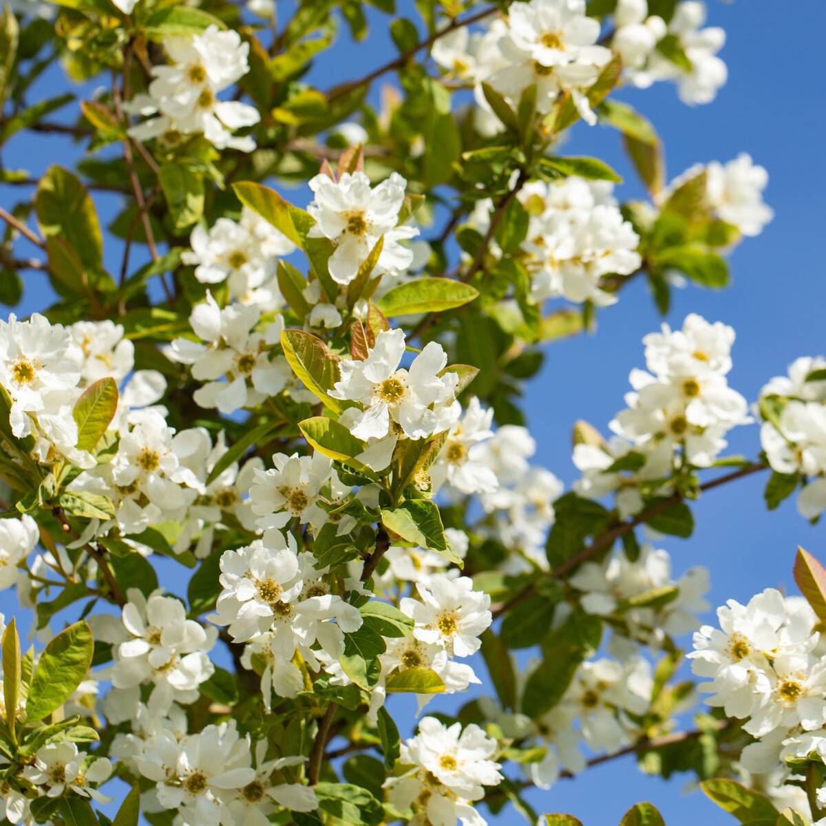 Prunkspiere 'Snow White' (Exochorda serratifolia 'Snow White ') - Weiß - sommergrün - winterhart - bienenfreundlich | Bild 1