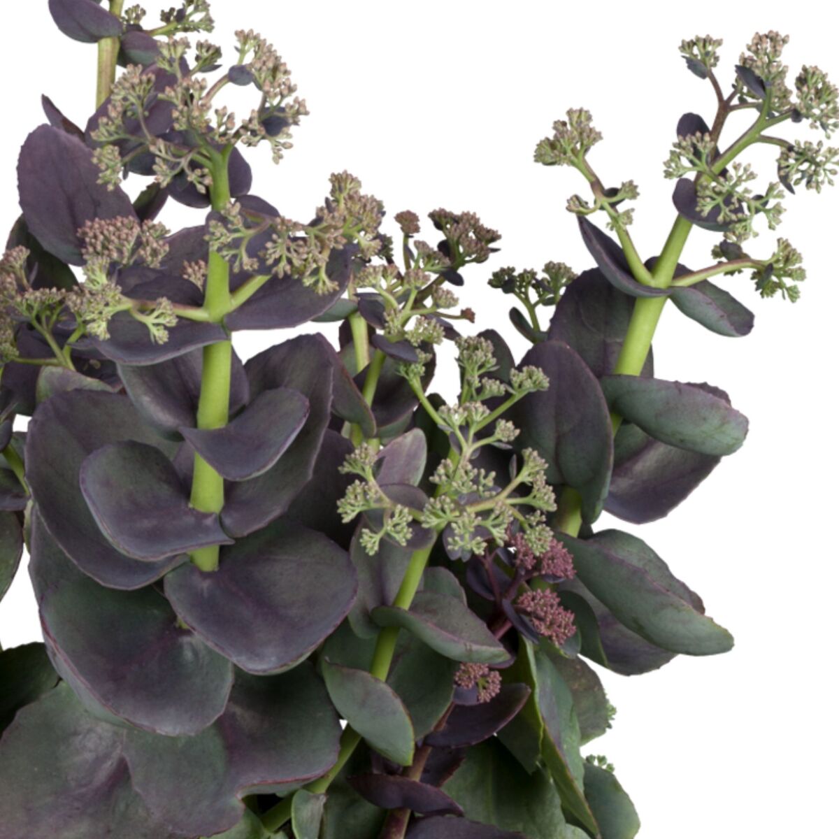 Purpur-Fettblatt 'Purple Emperor' (Sedum telephium 'Purple Emperor') - Rot - winterhart | Bild 1