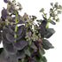 Purpur-Fettblatt 'Purple Emperor' (Sedum telephium 'Purple Emperor') - Rot - winterhart | Bild 2