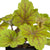 Purpurglöckchen (Heuchera Hybriden) - Gelb - winterhart | Bild 1