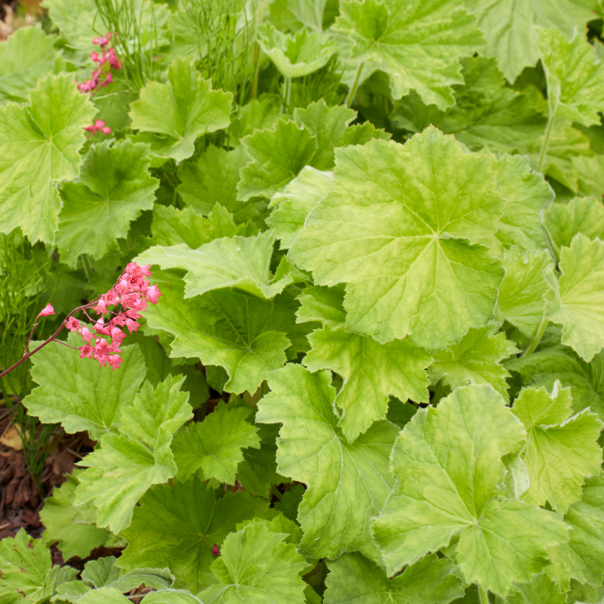 Purpurglöckchen (Heuchera Hybriden) - Grün - winterhart | Bild 2