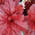 Purpurglöckchen (Heuchera Hybriden) - Rot - winterhart | Bild 2