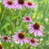 Purpursonnenhut (Echinacea purpurea) - Rosa - sommergrün - winterhart | Bild 1