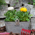 Ranunkel (Ranunculus asiaticus) - Gelb - sommergrün - winterhart | Bild 2