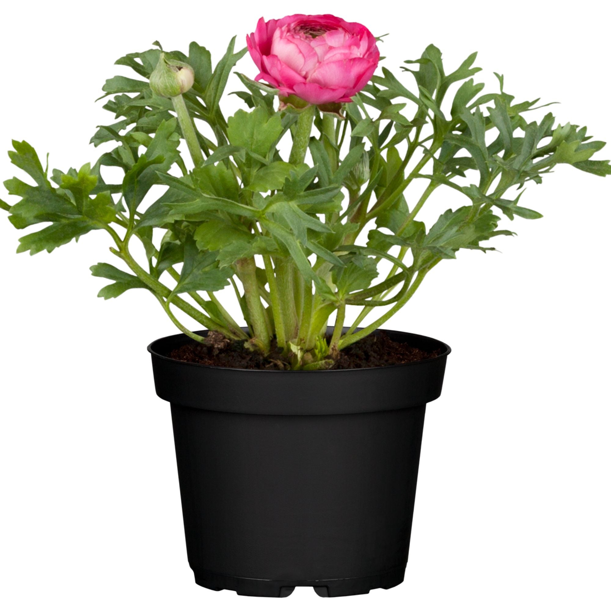 Ranunkel (Ranunculus asiaticus) - Rosa - sommergrün - winterhart | Bild 1