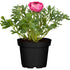 Ranunkel (Ranunculus asiaticus) - Rosa - sommergrün - winterhart | Bild 1