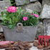 Ranunkel (Ranunculus asiaticus) - Rosa - sommergrün - winterhart | Bild 3