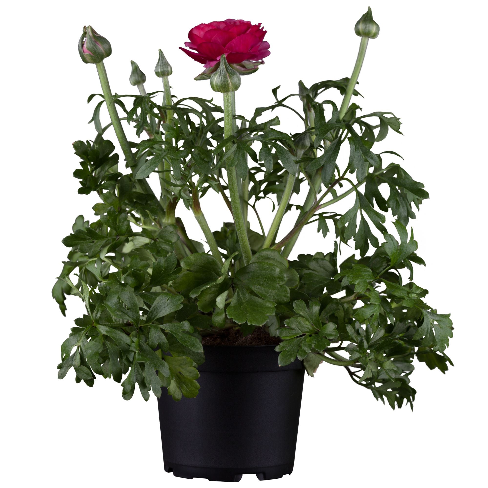 Ranunkel (Ranunculus asiaticus) - Violett - sommergrün - winterhart | Bild 1