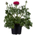 Ranunkel (Ranunculus asiaticus) - Violett - sommergrün - winterhart | Bild 1