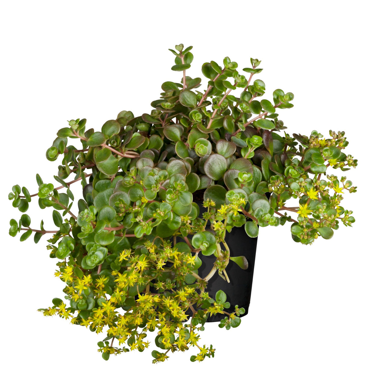 Reichblühendes Fettblatt 'Weihenstephaner Gold' (Sedum floriferum 'Weihenstephaner Gold') - Gelb - winterhart | Bild 1