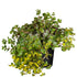 Reichblühendes Fettblatt 'Weihenstephaner Gold' (Sedum floriferum 'Weihenstephaner Gold') - Gelb - winterhart | Bild 1