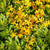 Reichblühendes Fettblatt 'Weihenstephaner Gold' (Sedum floriferum 'Weihenstephaner Gold') - Gelb - winterhart | Bild 2