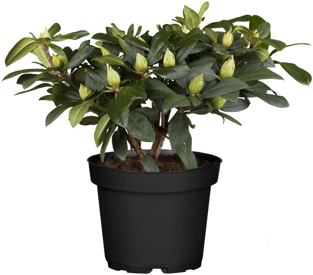 Rhododendron 'Alfred' (Rhododendron Hybride 'Alfred') - Violett - immergrün - winterhart | Bild 2