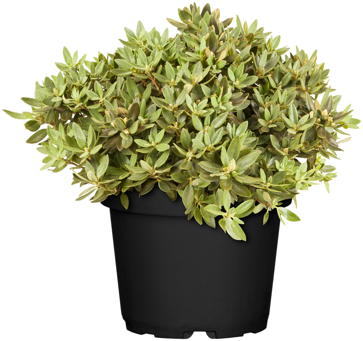 Rhododendron 'Buchlovice' (Rhododendron impeditum 'Buchlovice') - Violett - winterhart | Bild 2