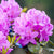 Rhododendron 'Catawbiense Grandiflorum' (Rhododendron Hybride 'Catawbiense Grandiflorum') - Violett - winterhart - bienenfreundlich | Bild 1