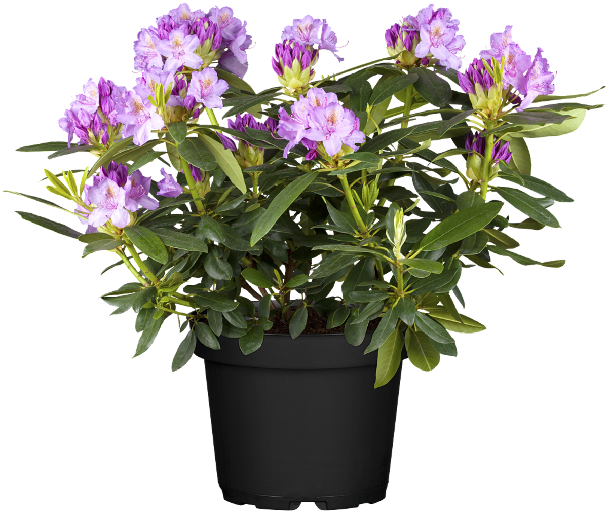 Rhododendron 'Catawbiense Grandiflorum' (Rhododendron Hybride 'Catawbiense Grandiflorum') - Violett - winterhart - bienenfreundlich | Bild 2