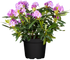 Rhododendron 'Catawbiense Grandiflorum' (Rhododendron Hybride 'Catawbiense Grandiflorum') - Violett - winterhart - bienenfreundlich | Bild 2