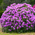 Rhododendron 'Catawbiense Grandiflorum' (Rhododendron Hybride 'Catawbiense Grandiflorum') - Violett - winterhart - bienenfreundlich | Bild 3