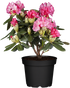 Rhododendron 'Fantastica' (Rhododendron yakushimanum 'Fantastica') - Rosa - winterhart | Bild 2