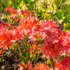 Rhododendron 'Feuerköpfchen' (Rhododendron luteum 'Feuerköpfchen') - Rot - sommergrün - winterhart | Bild 1