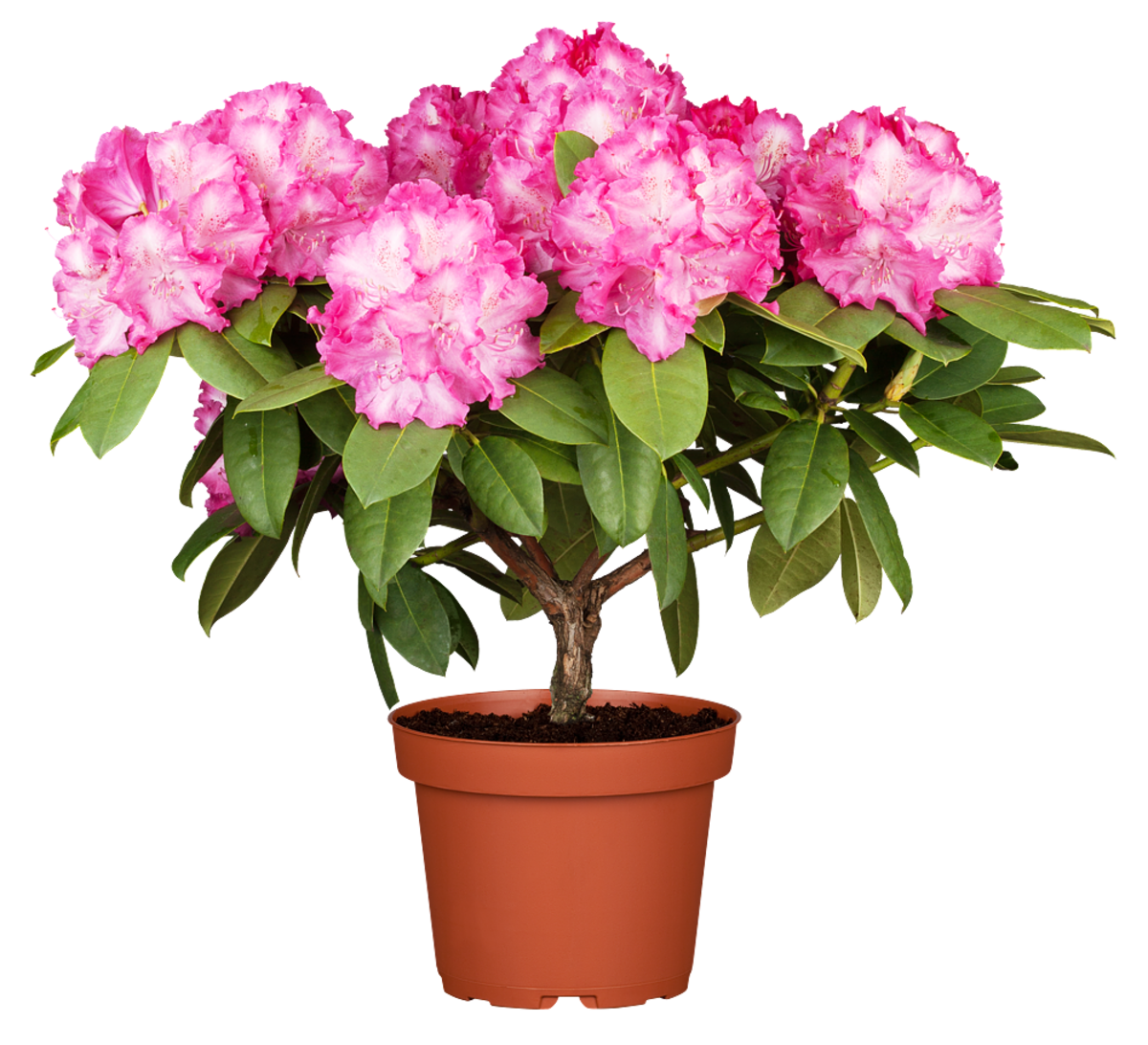Rhododendron 'Germania®' (Rhododendron Hybride 'Germania®') - Rosa - immergrün - winterhart | Bild 2