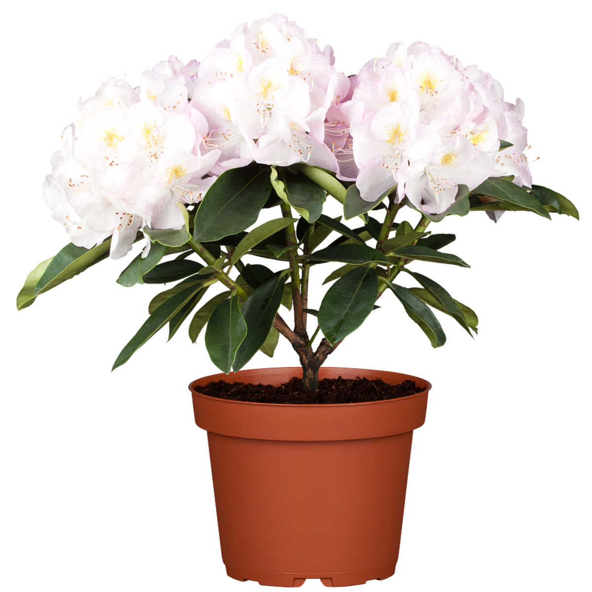 Rhododendron 'Gomer Waterer' (Rhododendron Hybride 'Gomer Waterer') - Weiß - winterhart | Bild 2
