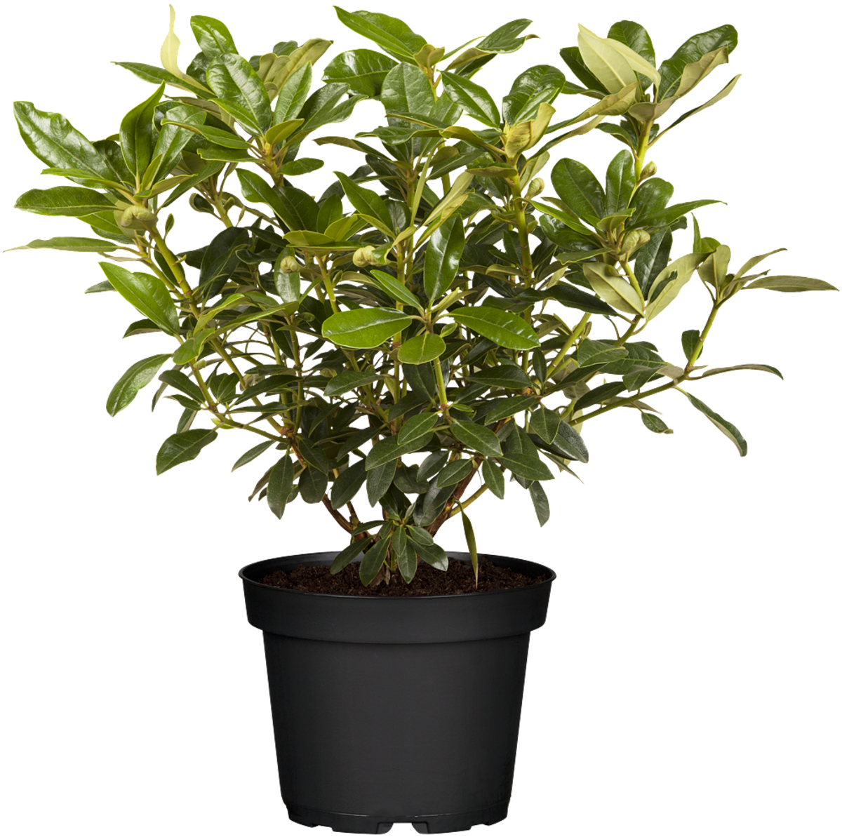 Rhododendron 'Graffito®' (Rhododendron Hybride 'Graffito®') - Rosa - winterhart | Bild 2