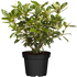 Rhododendron 'Graffito®' (Rhododendron Hybride 'Graffito®') - Rosa - winterhart | Bild 2