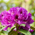 Rhododendron 'Rasputin' (Rhododendron Hybride 'Rasputin') - Violett - winterhart | Bild 1