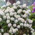 Rhododendron (Rhododendron Hybriden ') - Weiß - immergrün - winterhart - bienenfreundlich | Bild 3