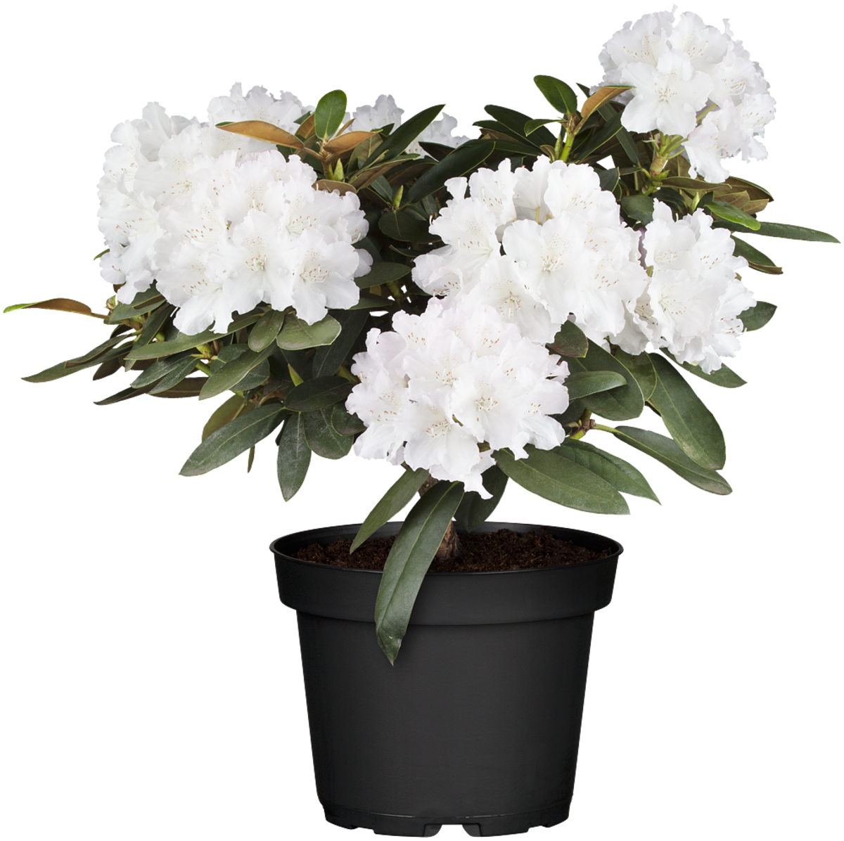 Rhododendron 'Schneekrone' (Rhododendron yakushimanum 'Schneekrone') - Weiß - winterhart | Bild 2