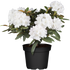 Rhododendron 'Schneekrone' (Rhododendron yakushimanum 'Schneekrone') - Weiß - winterhart | Bild 2