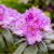 Rhododendron 'Tamarindos' (Rhododendron  'Tamarindos') - Violett - winterhart | Bild 1