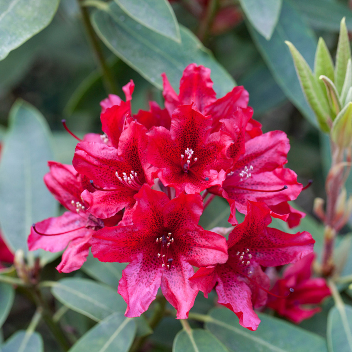 Rhododendron 'Taragona' (Rhododendron Hybride 'Taragona') - Rot - immergrün - winterhart | Bild 1