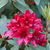 Rhododendron 'Taragona' (Rhododendron Hybride 'Taragona') - Rot - immergrün - winterhart | Bild 1
