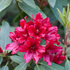 Rhododendron 'Taragona' (Rhododendron Hybride 'Taragona') - Rot - immergrün - winterhart | Bild 1
